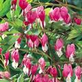 Lamprucapnos spectabilis